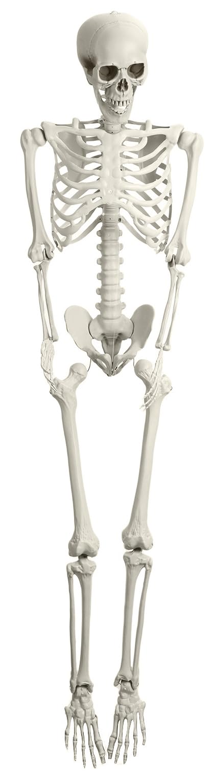 Full Size Poseable Plastic Skeleton H7007