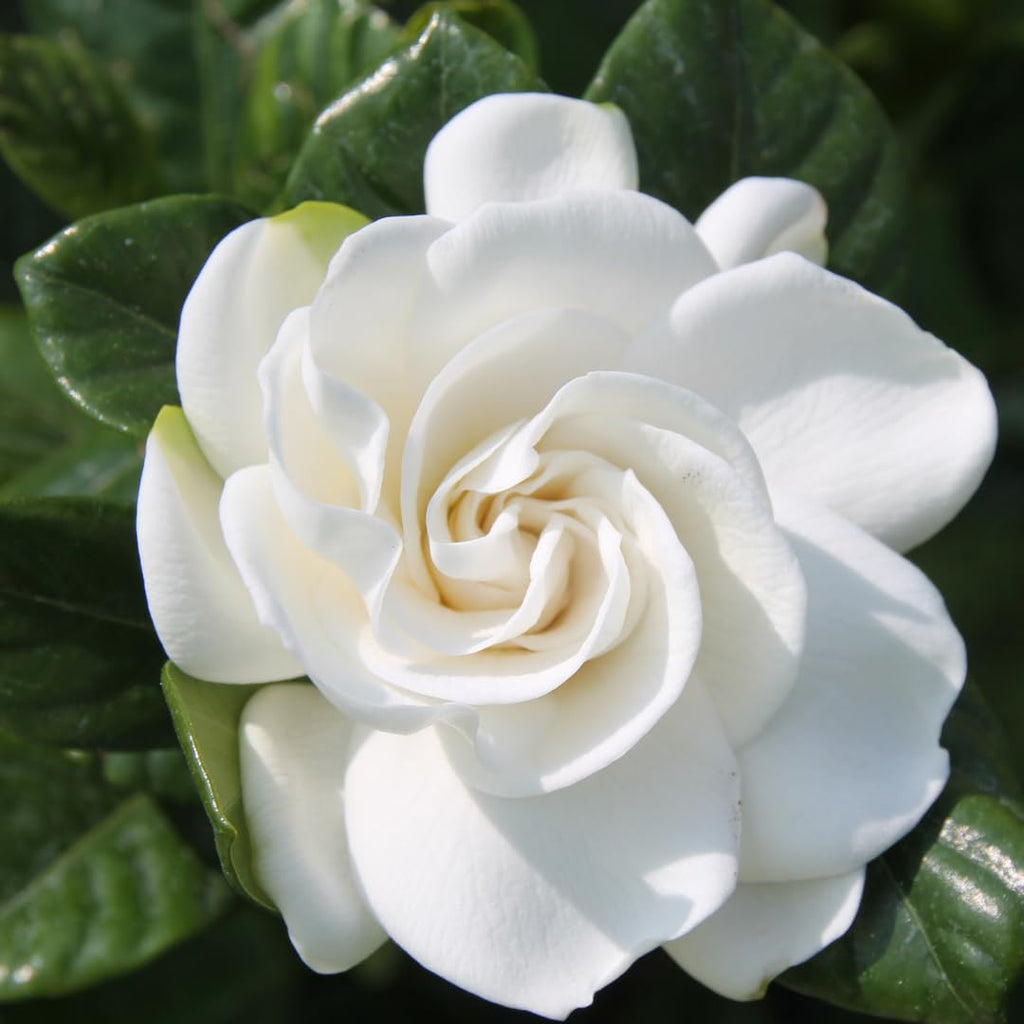 White Gardenia Tree Live Plant 5-7 Inch Tall D441224