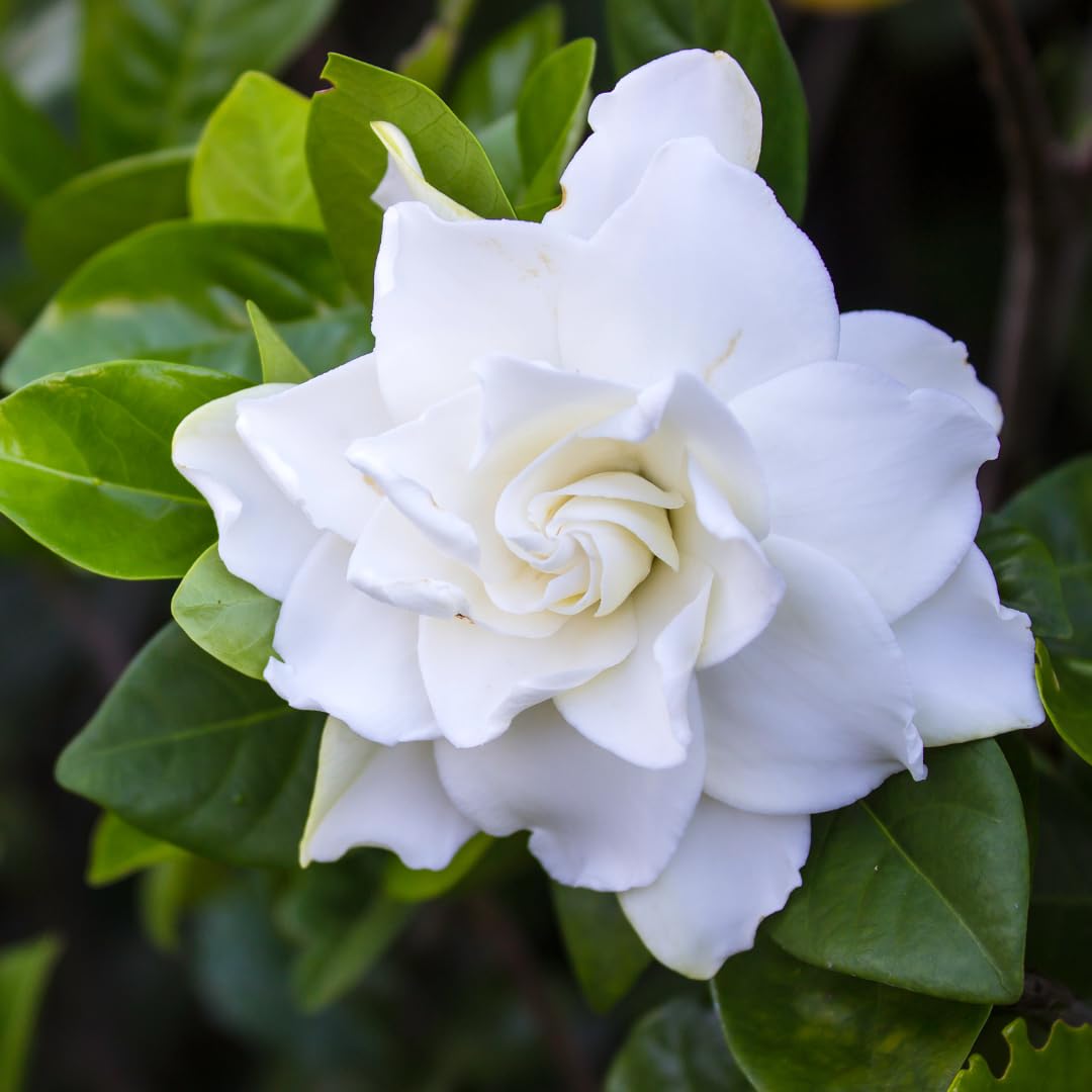 White Gardenia Tree Live Plant 5-7 Inch Tall D441224