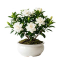 White Gardenia Tree Live Plant 5-7 Inch Tall D441224