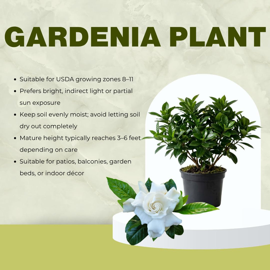 White Gardenia Tree Live Plant 5-7 Inch Tall D441224