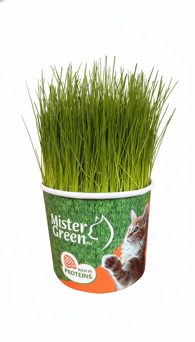Cat Grass Grow Kit K668897