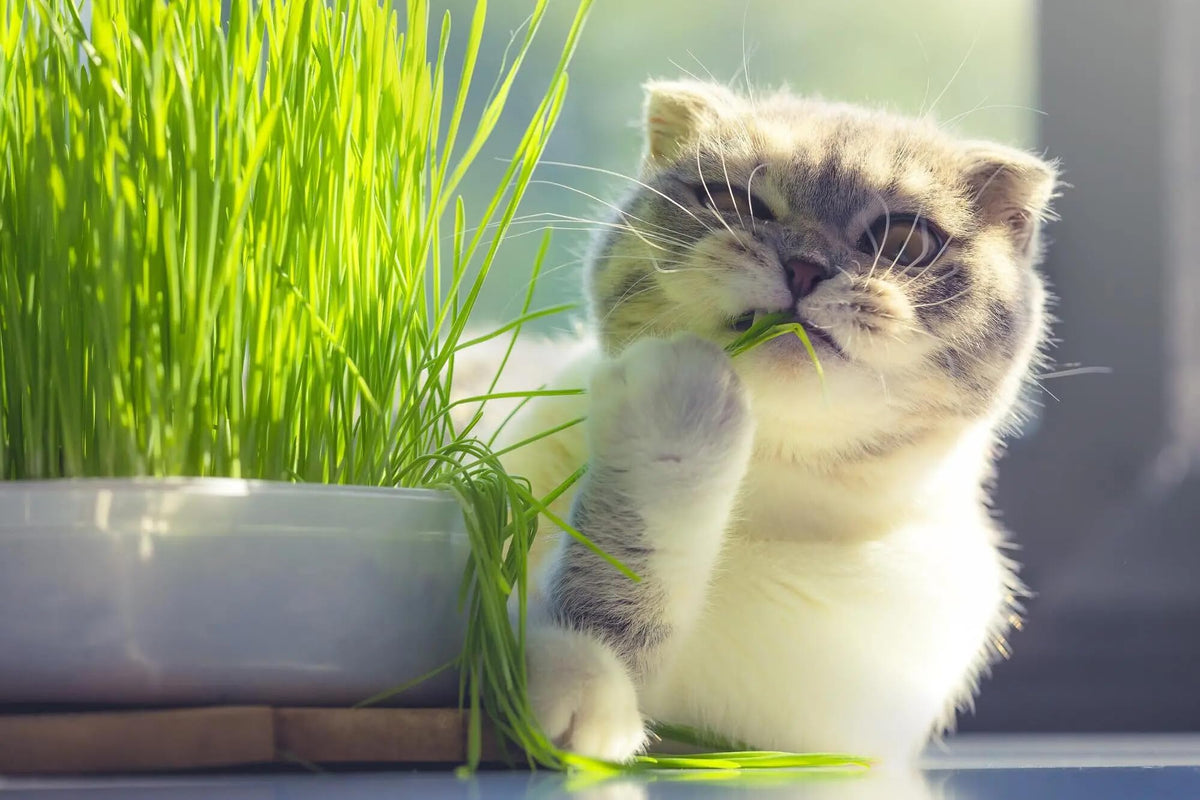Organic Cat Grass Growing Medium 2 QUARTS H757