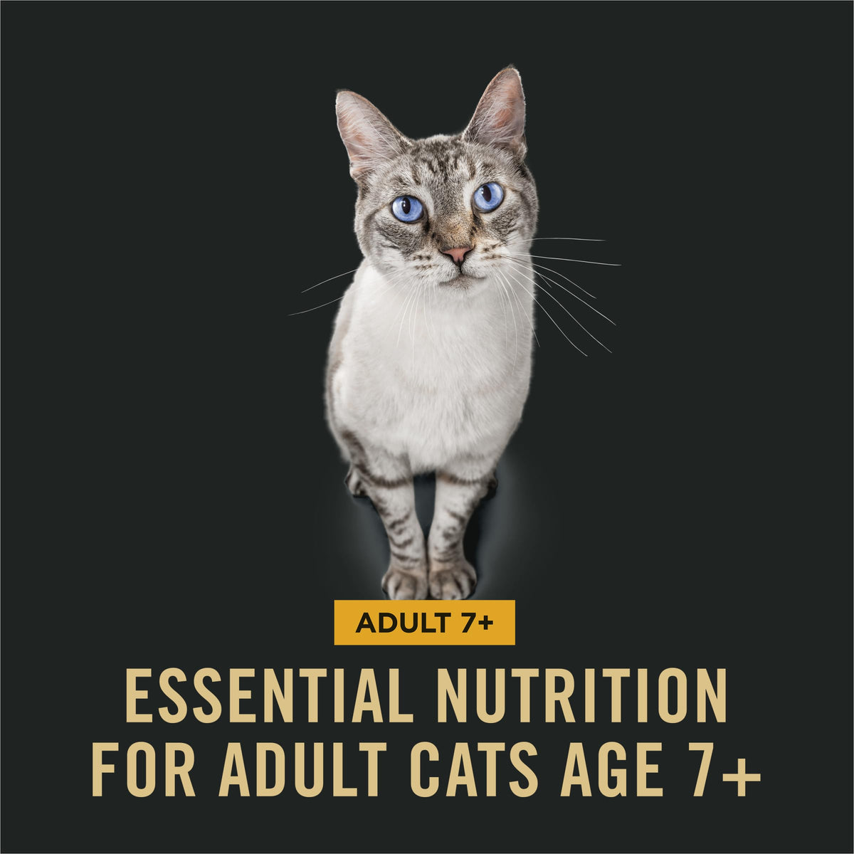 Senior Dry Cat Food, Chicken & Rice, 3.5 lb Bag P363719