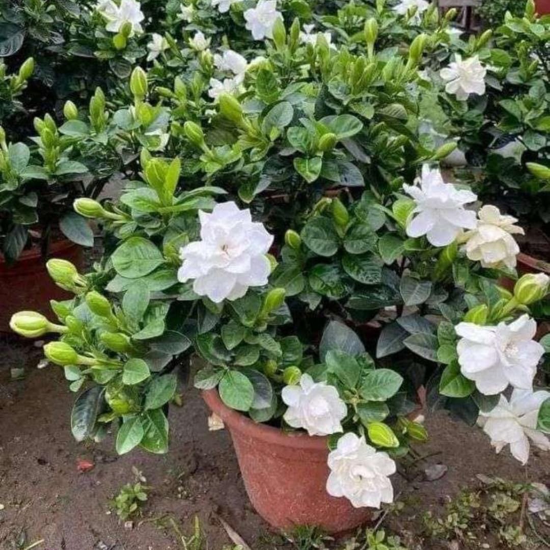 White Gardenia Tree Live Plant 5-7 Inch Tall D441224