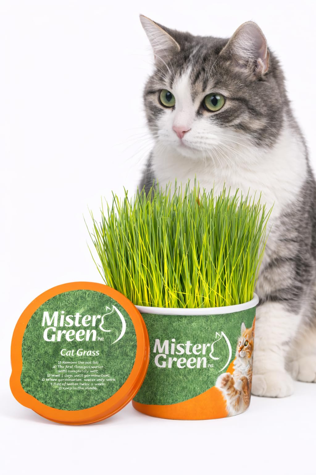 Cat Grass Grow Kit K668897