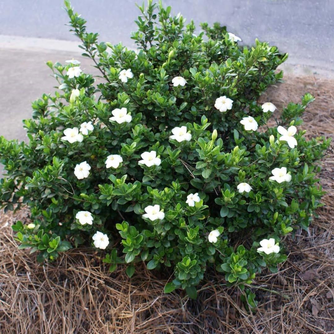 White Gardenia Tree Live Plant 5-7 Inch Tall D441224