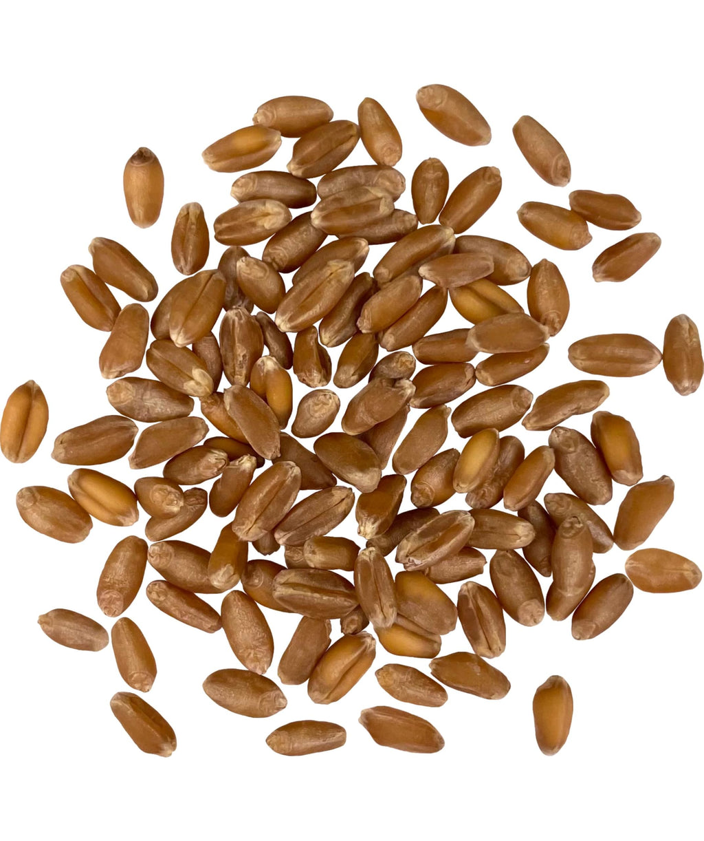 Hard Red Winter Wheat Berries 25 LBS Bag Sproutable Non-GMO Kosher Z281