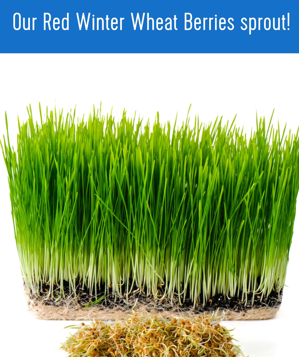 Hard Red Winter Wheat Berries 25 LBS Bag Sproutable Non-GMO Kosher Z281